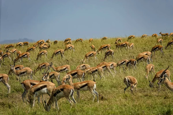 タンザニアのセレンゲティ国立公園のサファリの茶色の鹿のグループ — ストック写真