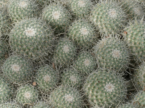 Верхний Снимок Растений Mammillaria Geminispina Саду Кактуса Марокко Солнечный День — стоковое фото