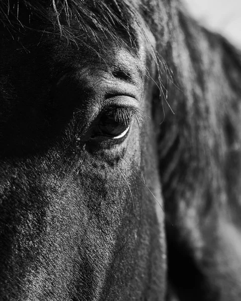 馬の目の垂直グレースケールショット — ストック写真