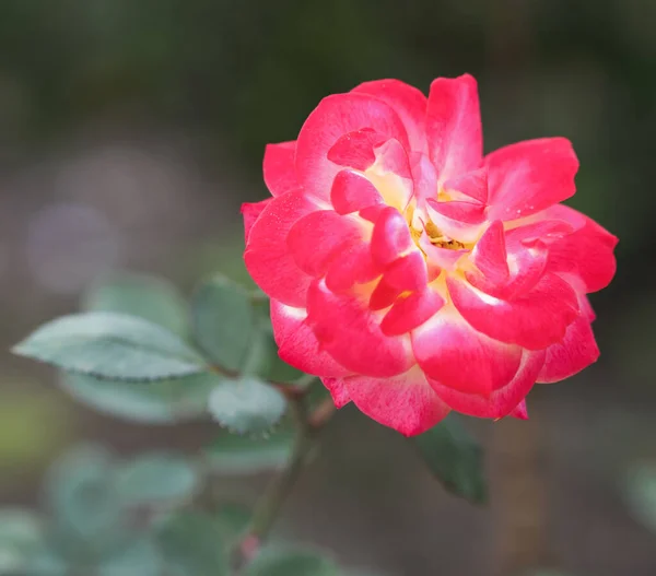 Μια Κοντινή Φωτογραφία Ενός Ροζ Τριαντάφυλλου Έναν Κήπο — Φωτογραφία Αρχείου