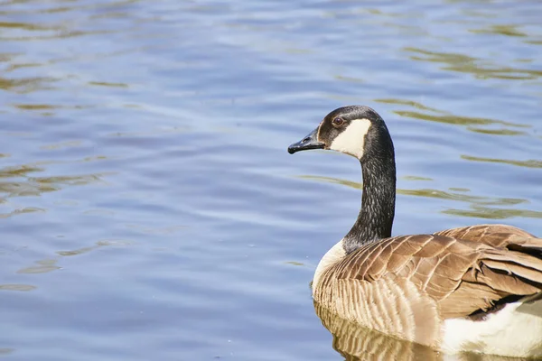 Primer Plano Solitario Ganso Canadiense Flotando Lago Tranquilo — Foto de Stock