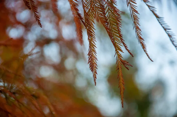 Uma Vista Panorâmica Folhas Coloridas Uma Árvore Uma Floresta Fundo — Fotografia de Stock