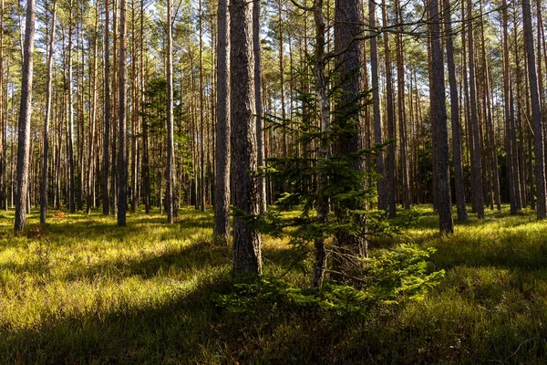太陽の光が差し込む森の背の高い木 — ストック写真