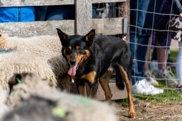 Пограничная Колли Собака Клетке Овцами — стоковое фото