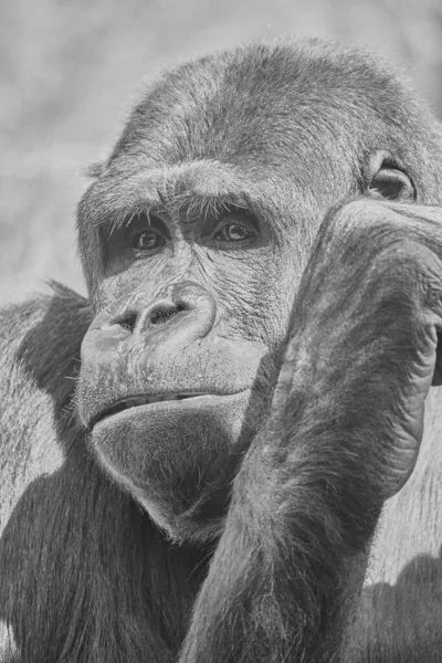 Grayscale Shot Face Adult Gorilla Blurred Background — Stock Photo, Image