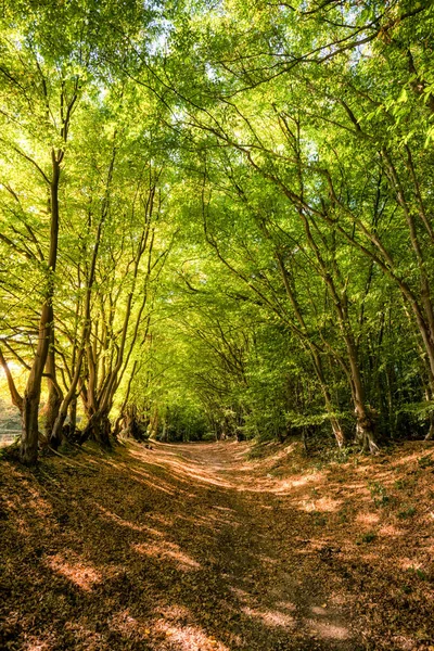 鬱蒼とした木々に囲まれた木々に覆われた道の魅惑的な景色 — ストック写真