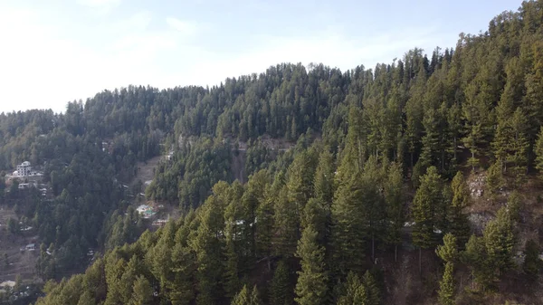 Ein Schöner Drohnenblick Auf Hohe Fichten Auf Den Bergen — Stockfoto