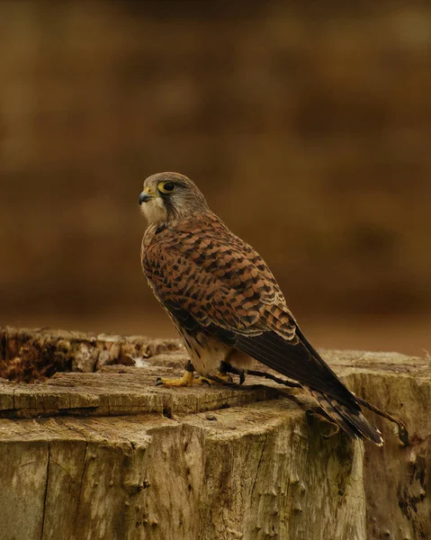 Een Gewone Torenvalk Een Oude Boomstronk Een Bos — Stockfoto