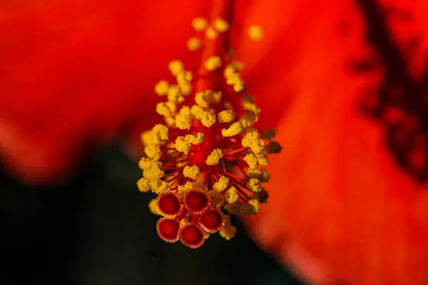 在阳光灿烂的日子里 一张美丽的红色芙蓉花的特写照片 — 图库照片