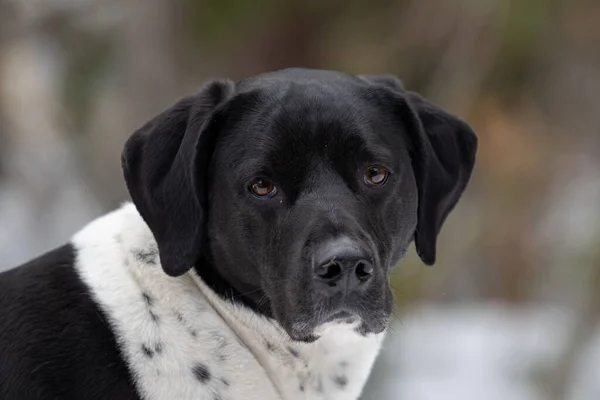 一只黑白相间的拉布拉多犬在模糊的背景下的特写 — 图库照片