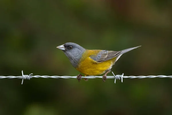 Selektiv Fokusbild Patagonisk Sierra Finch Fågel Placerad Meallisk Linje — Stockfoto