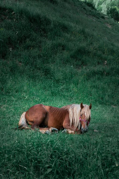 Cheval Brun Dans Les Montagnes — Photo