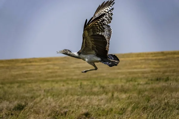 Osprey Flying Safari Serengeti National Park Tanzania — Stock Photo, Image