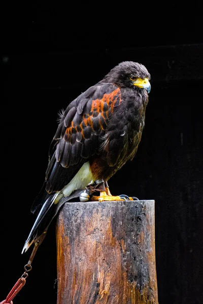 Colpo Verticale Goshawk Appollaiato Tronco Albero Isolato Fondo Nero — Foto Stock