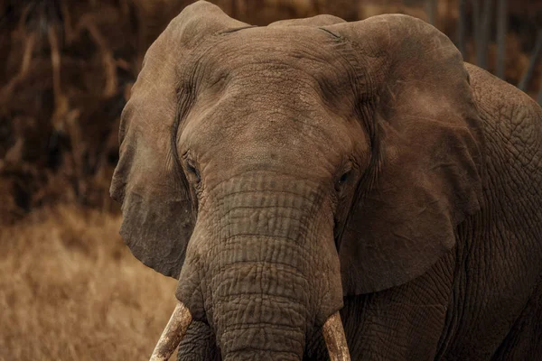 Serengeti Ulusal Parkı Ndaki Safaride Büyük Bir Fil Tanzanya — Stok fotoğraf
