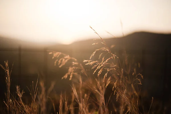 Tiro Foco Seletivo Pólen Grama Durante Pôr Sol — Fotografia de Stock