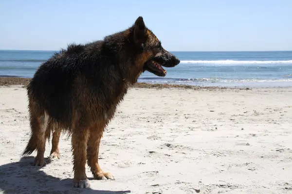 Gros Chien Sur Plage Par Une Journée Ensoleillée — Photo