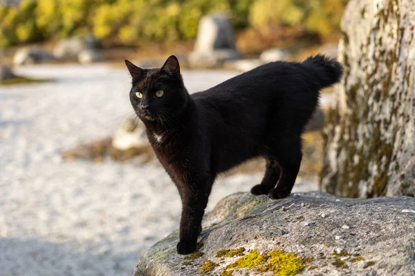 一只可爱的黑猫站在户外岩石上的特写 — 图库照片