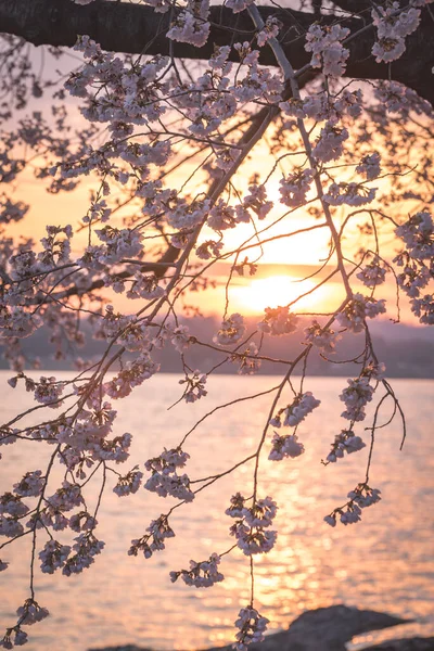 Eine Vertikale Aufnahme Weißer Baumblüten Mit Dem Sonnenuntergang Hintergrund — Stockfoto