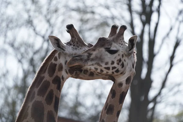 Крупный План Двух Милых Жирафов Целующихся Зоопарке Шверин Германии Размытом — стоковое фото