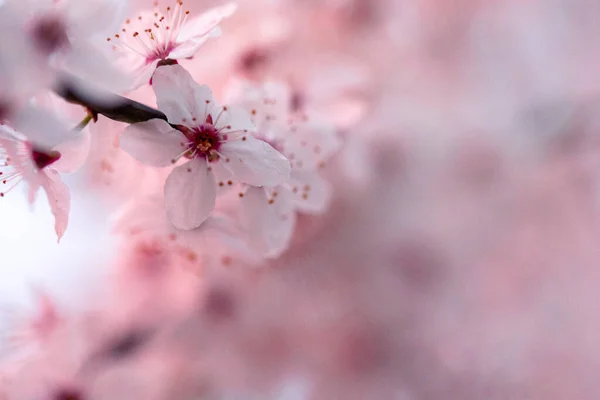 Избирательный Фокус Нежных Бледно Розовых Цветов Цветущего Фруктового Дерева — стоковое фото