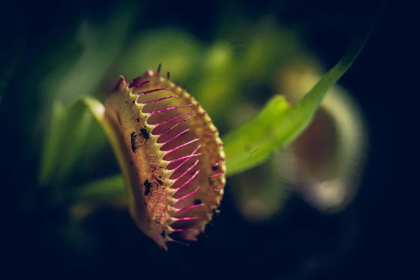 A closeup shot of venus fly trap against blurred background