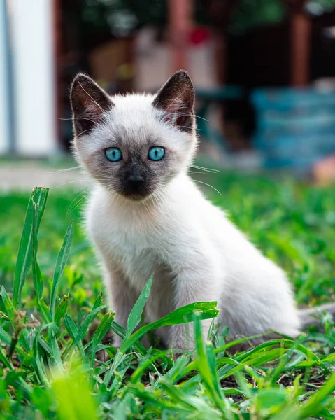 庭で猫のクローズアップショット — ストック写真