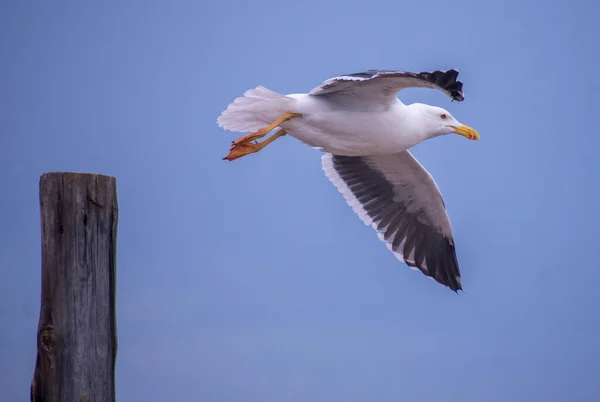Beau Cliché Oiseau Mouette Océan Volant Dans Ciel Bleu Près — Photo
