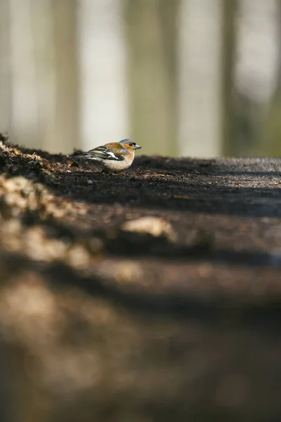 Closeup Common Chaffinch Blurred Background — Stock Photo, Image
