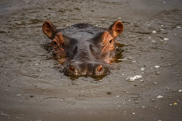 Uma Foto Close Hipopótamo Lago Parque Nacional Serengeti Tanzânia África — Fotografia de Stock