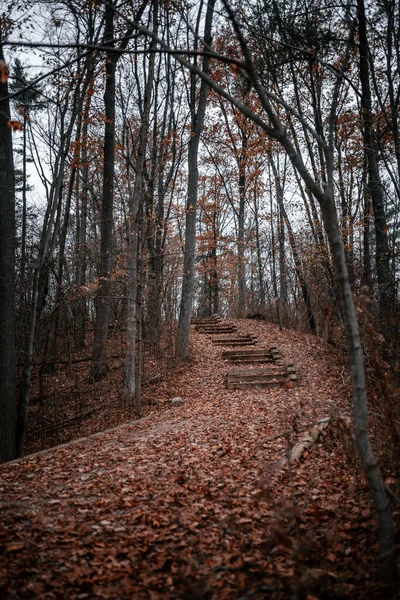 Colpo Verticale Una Passerella Nella Foresta Autunno — Foto Stock