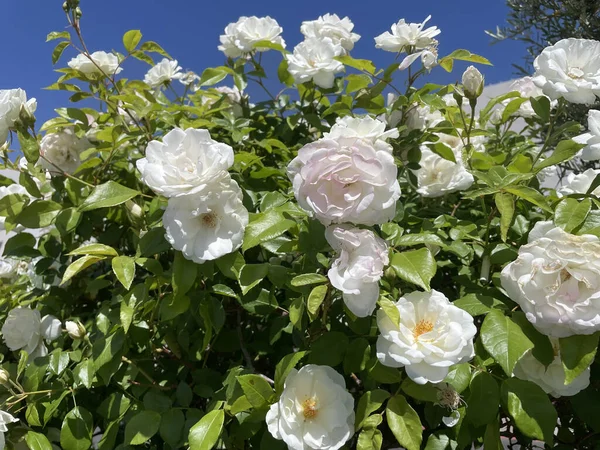 Eine Auswahl Weißer Rosa Eisbergblumen Auf Einem Strauch — Stockfoto