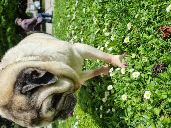 Vertical Shot Cute Pug Walking Ground Daytime — Stock Photo, Image