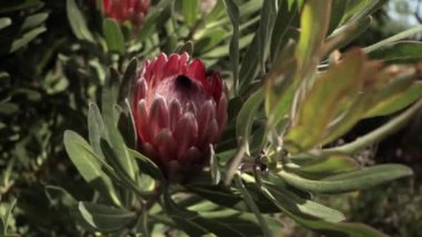 Güney Afrika Kralı Protea çiçeğinin (Protea cynaroides) rüzgârla savruluşunun makro görüntüsü.