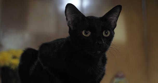 Sevimli Bir Kara Kedinin Yakın Çekimi — Stok video
