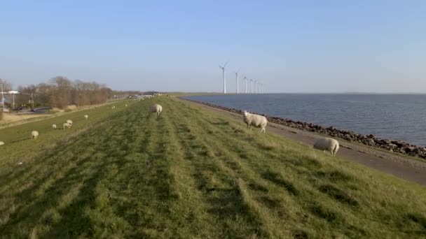 Eine Schafherde Auf Einem Grasbewachsenen Hügel Auf Dem Land — Stockvideo