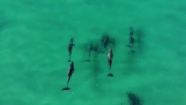 海滩上海豚的俯瞰 — 图库视频影像