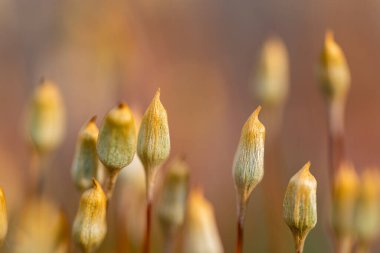 Polytrichum topluluğunun seçici odak noktası