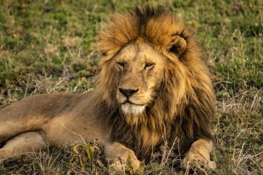 Bir aslan çimenlerde uzanıyor ve Tanzanya 'daki Serengeti Milli Parkı' nda safariye bakıyor.
