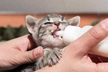 Birinin elinden süt içen tekir kedi yavrusunun yakın çekimi..
