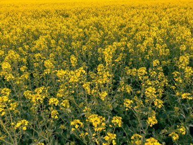 Yeşil yapraklı sarı çiçeklerin manzarası açık alanda büyüyor.