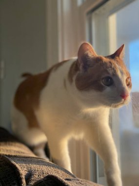 Pencerenin yanında oturan Anadolu kedisinin dikey görüntüsü