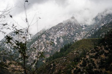 Küçük dalları ve yaprakları olan küçük bir ağaç ve büyük bir dağ ve arka planda sis.