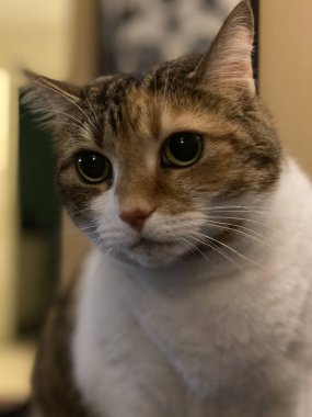 A vertical shot of an Anatolian cat on the blurry background