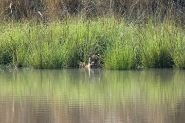 Hindistan 'da bir gölde yıkanan ve içen bir kaplan, Madhya Pradesh, suyu yansıtan.