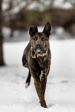 Karlı bir alanda koşup kameraya bakan bir Alman çobanın dikey görüntüsü.
