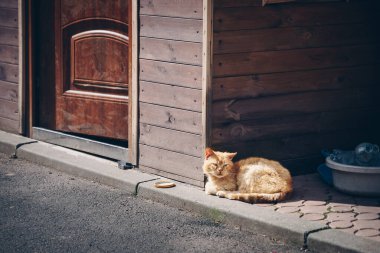 Kapının yanında oturan Anadolu kedisinin yakın plan fotoğrafı.