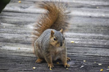 Tahta bir yüzeyde küçük bir sincabın yakın plan çekimi.