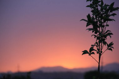 Gün batımına karşı küçük bir ağacın seçici odak noktası.