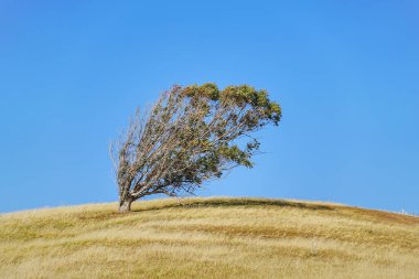 Rüzgarda bir tepede bir ağaç